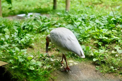トキの森公園（飼育ケージ・マジックミラー）