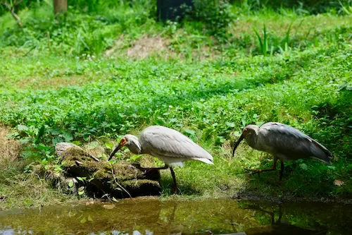 トキの森公園（飼育ケージ・マジックミラー）④